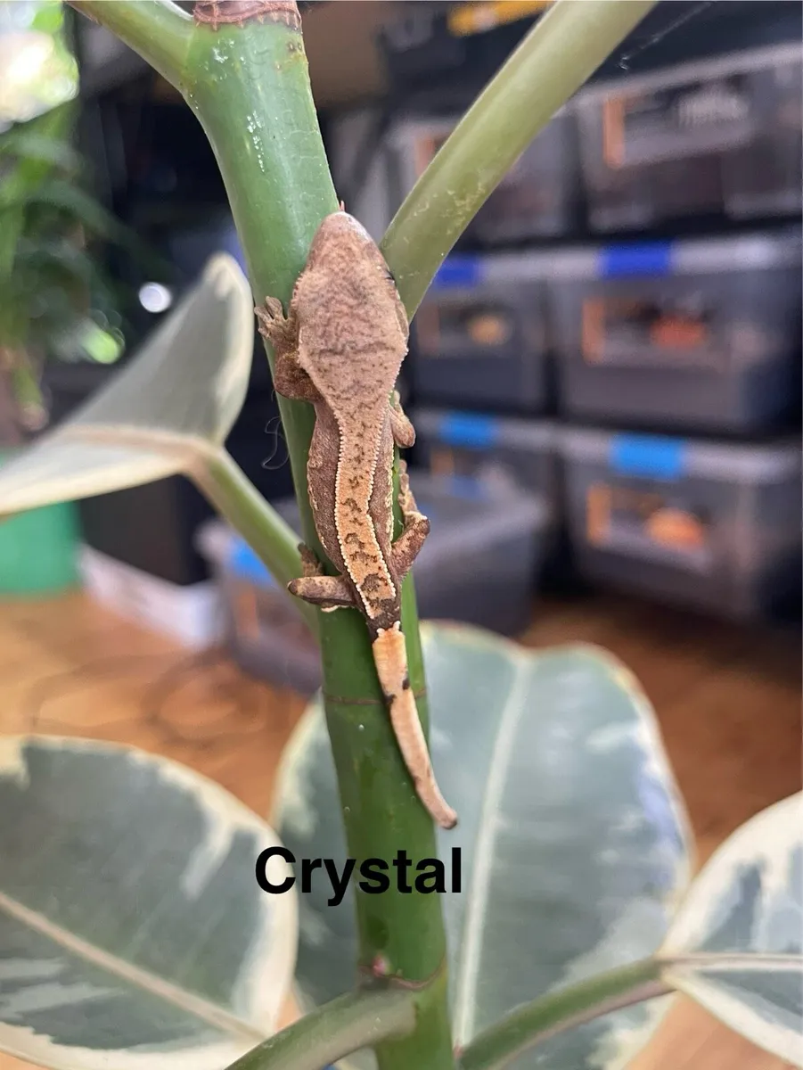 Crested geckos - Image 2