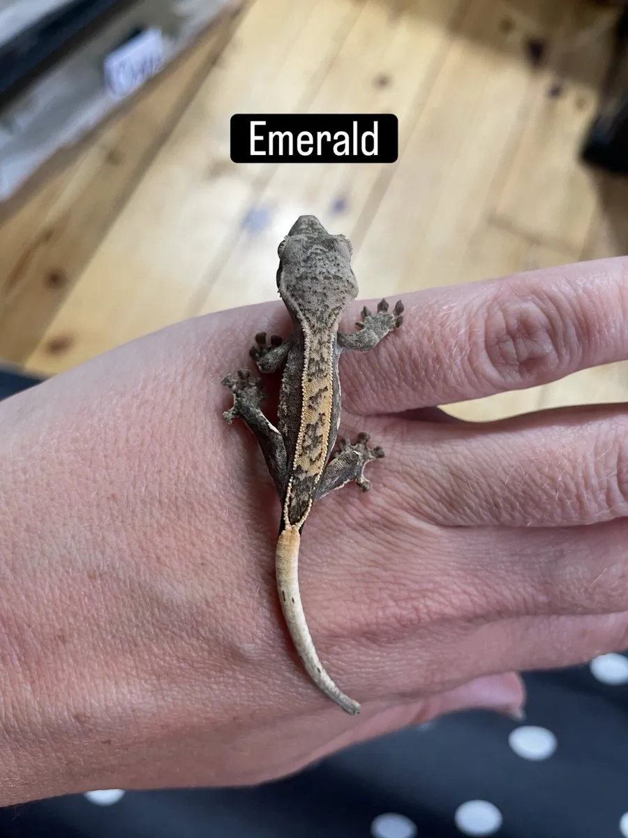 Crested geckos - Image 4