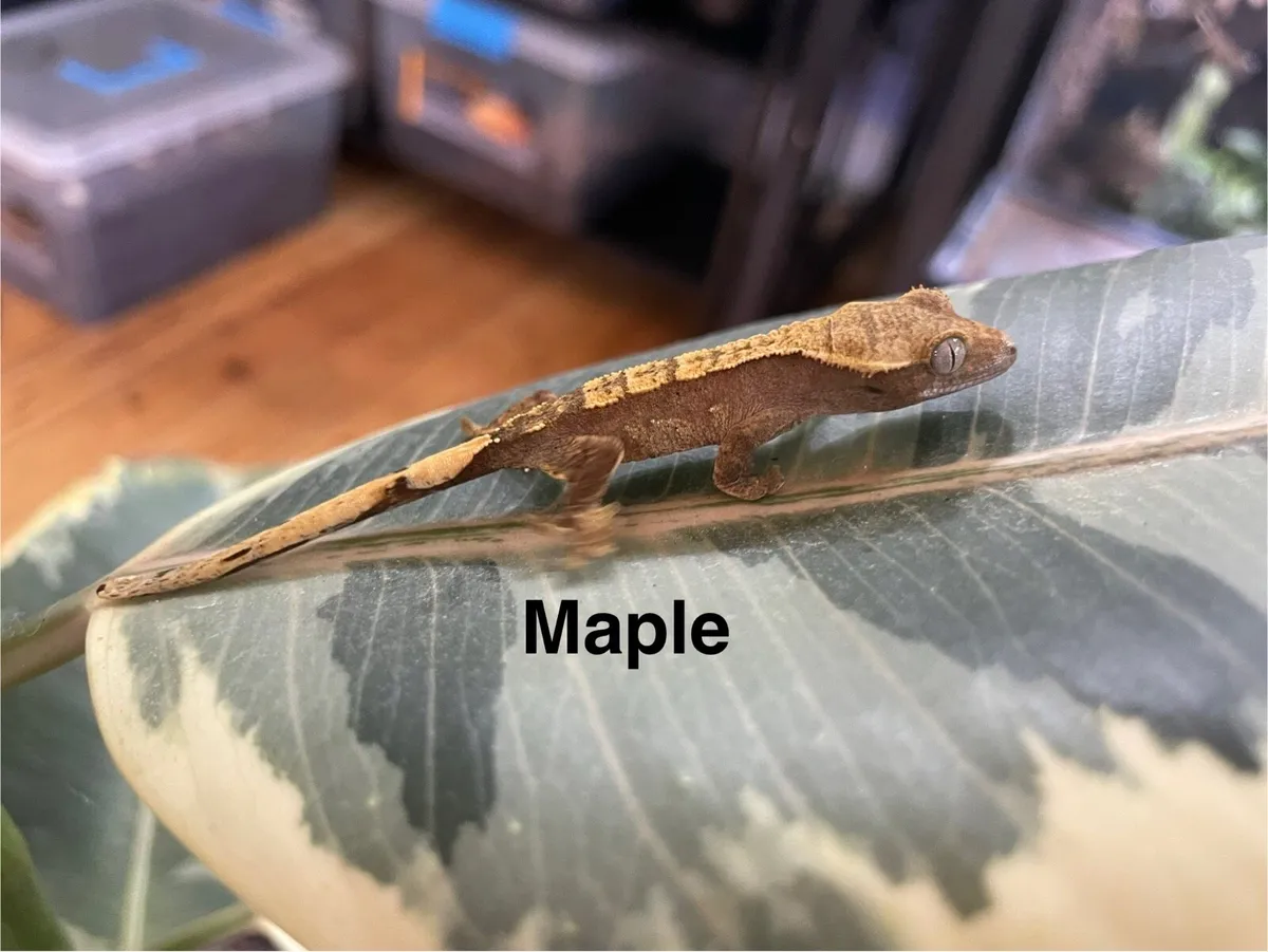 Crested geckos - Image 3