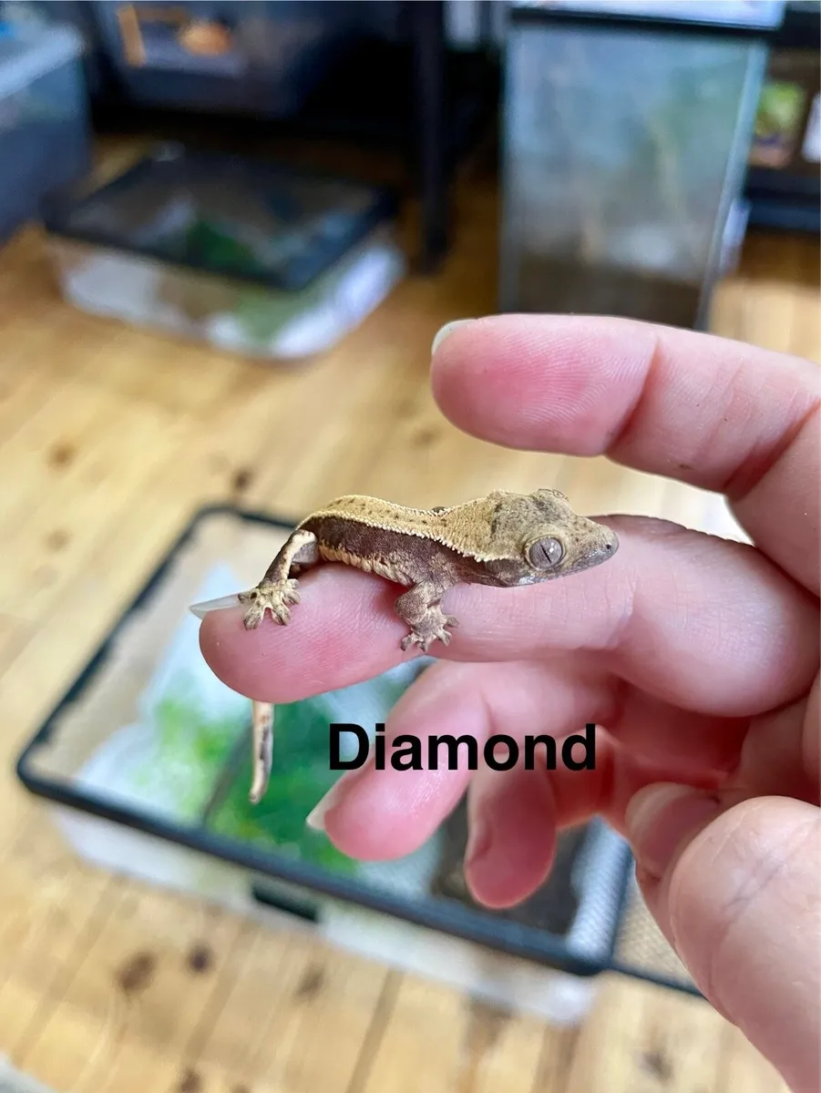 Crested geckos - Image 1