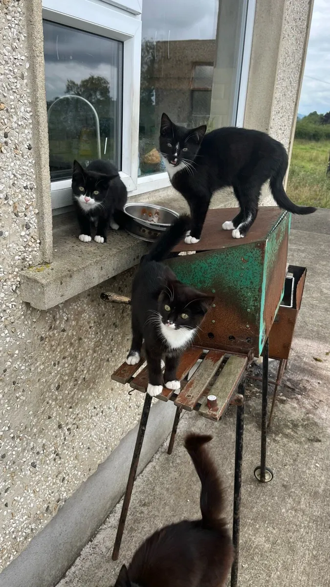 3 kittens ready for new home - Image 1