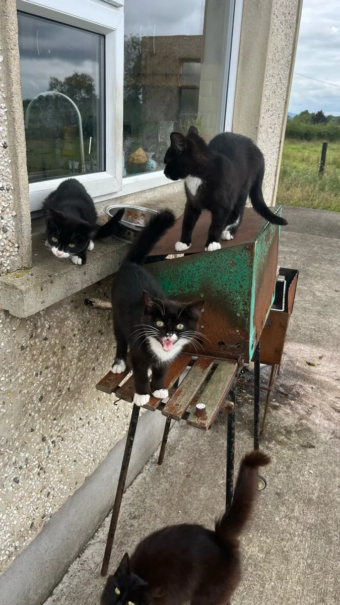 3 kittens ready for new home - Image 2