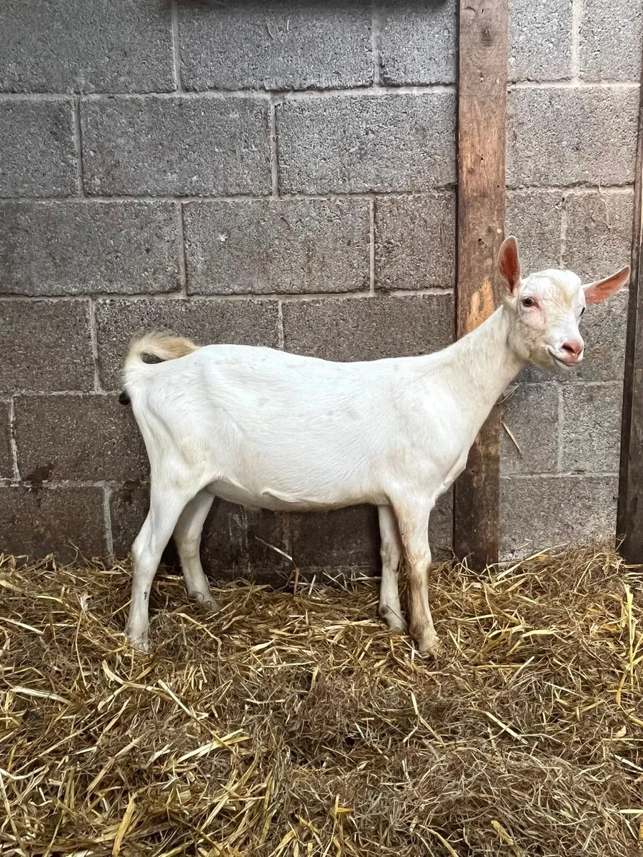 PBNR Saanen Male kid