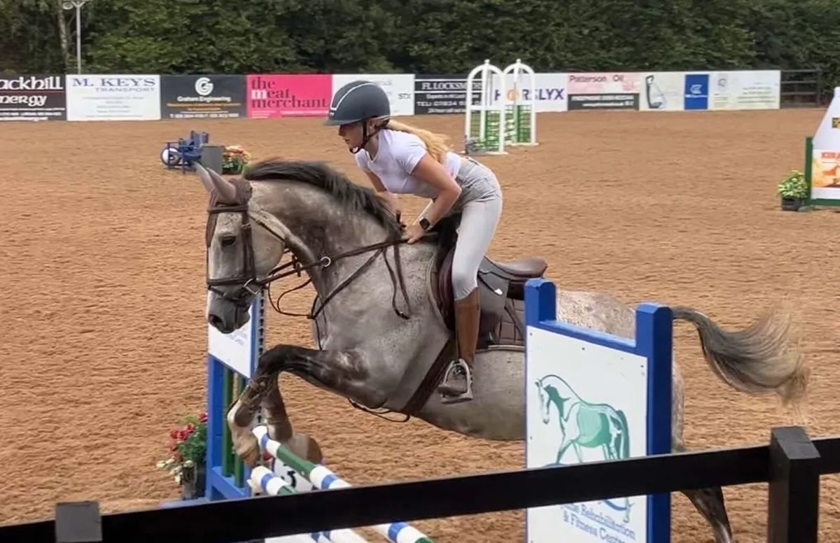 Tb gelding - Image 1