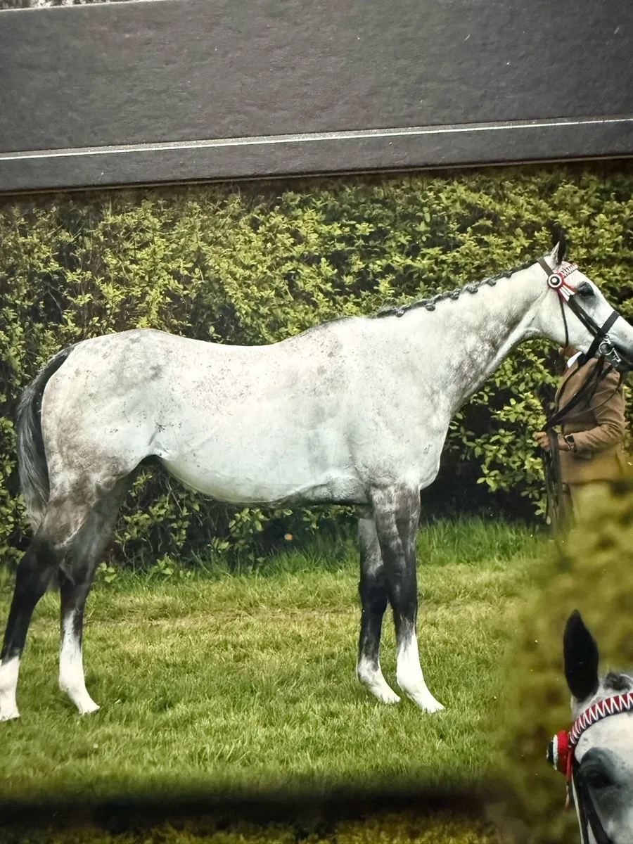 Tb gelding - Image 2