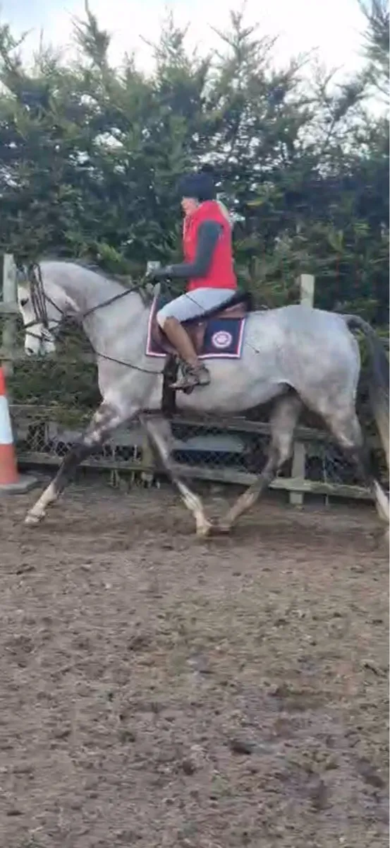 Tb gelding - Image 3