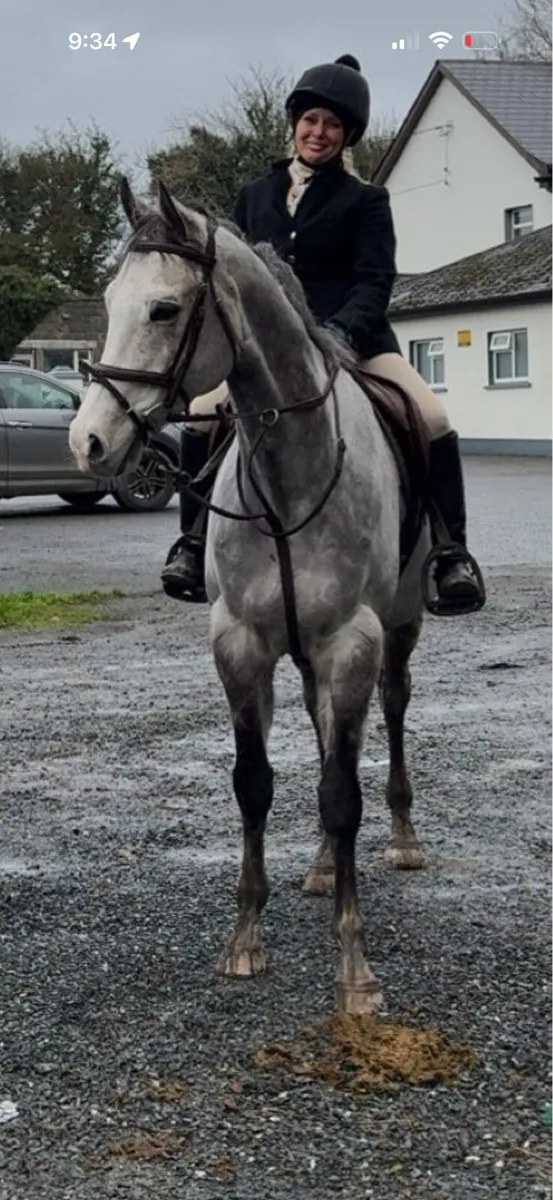 Tb gelding - Image 4