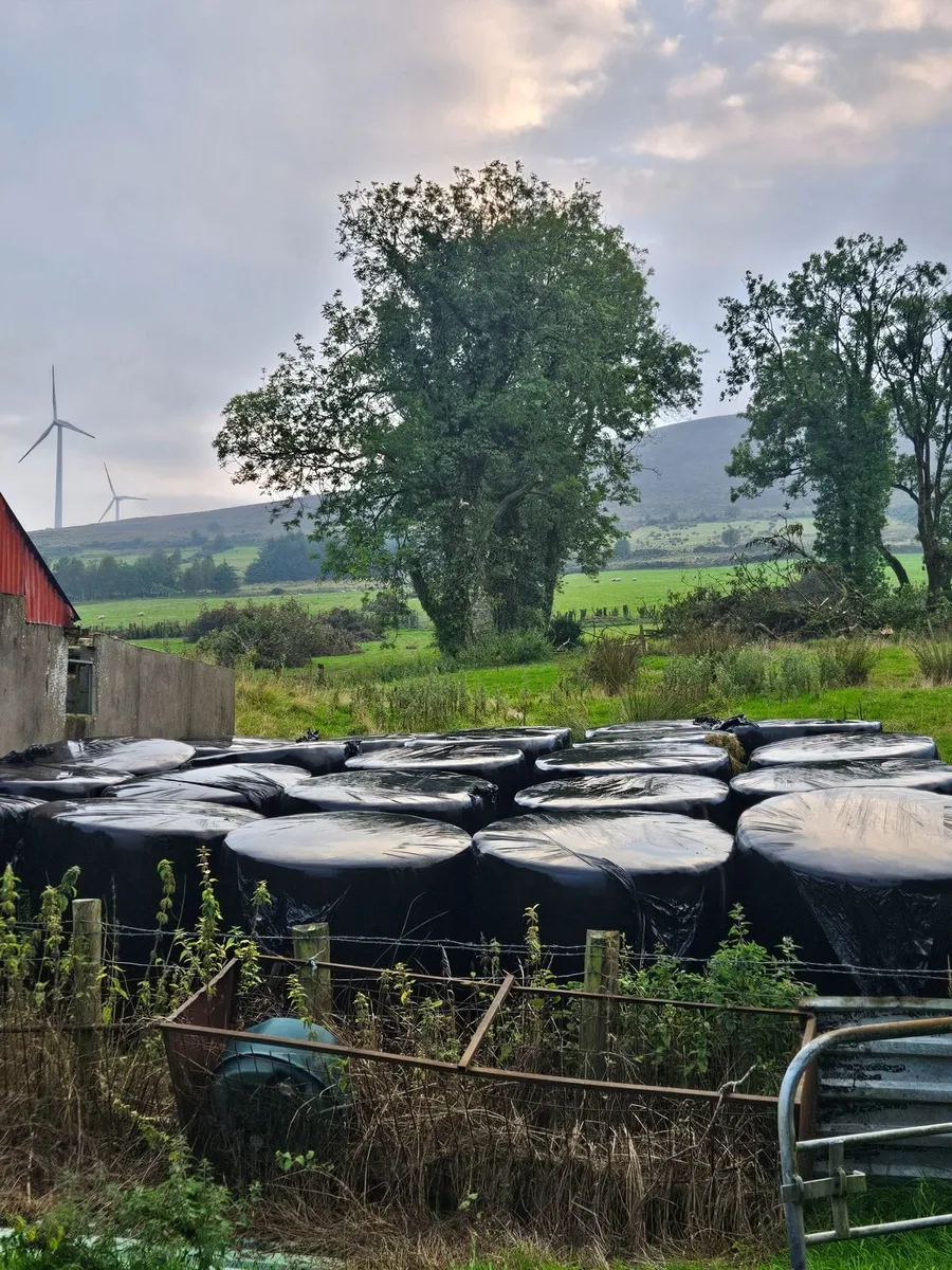 Round bale silage. ORGANIC x 3 years - Image 1