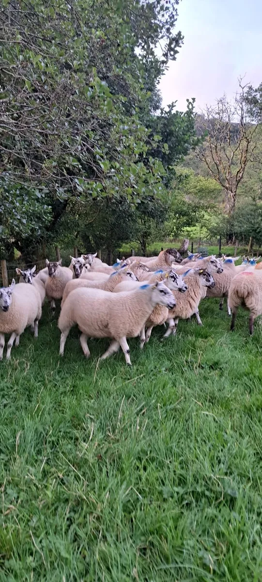 manorhamilton thursday evening - Image 1
