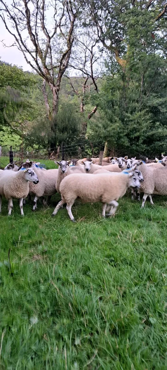 manorhamilton thursday evening - Image 3