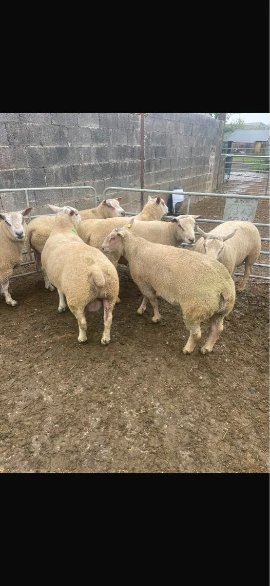 Breeding rams - Image 1