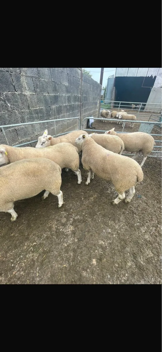 Breeding rams - Image 2