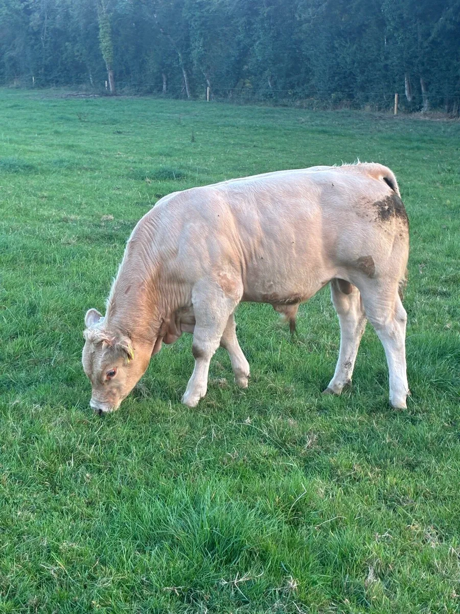 Quality Charolais bull weanlings - Image 2