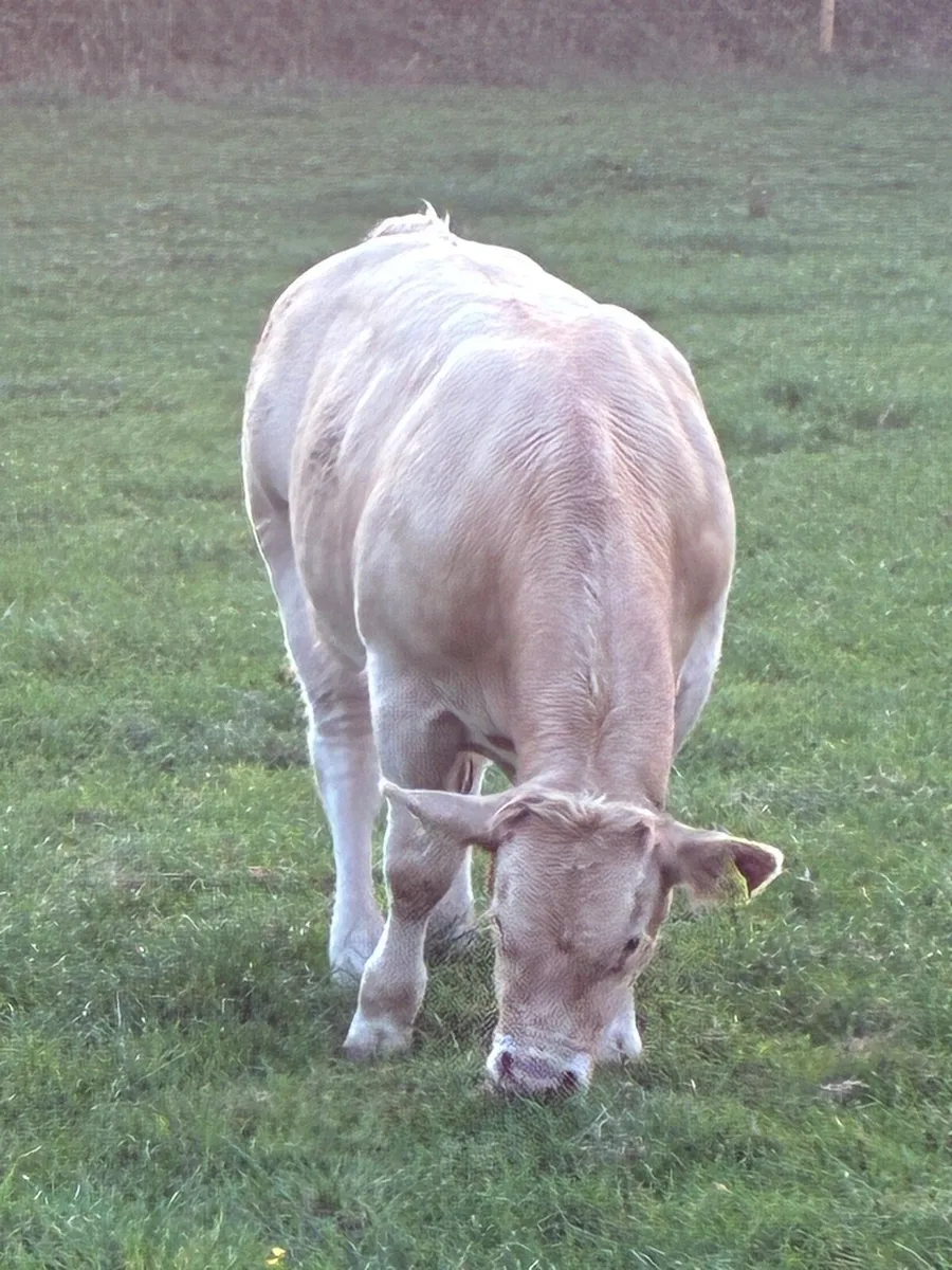 Quality Charolais bull weanlings - Image 3