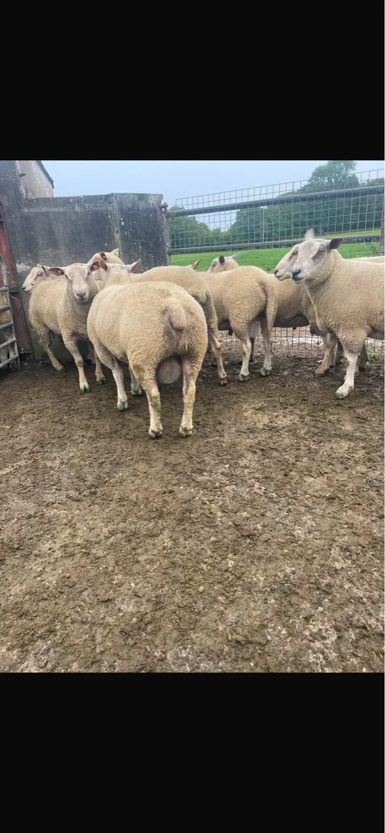 Breeding rams - Image 3