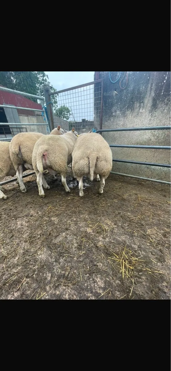 Breeding rams - Image 4