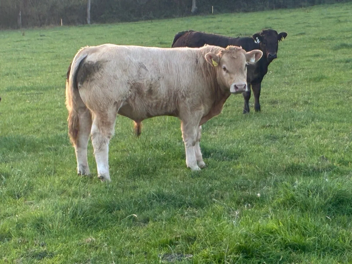 Quality Charolais bull weanlings - Image 4
