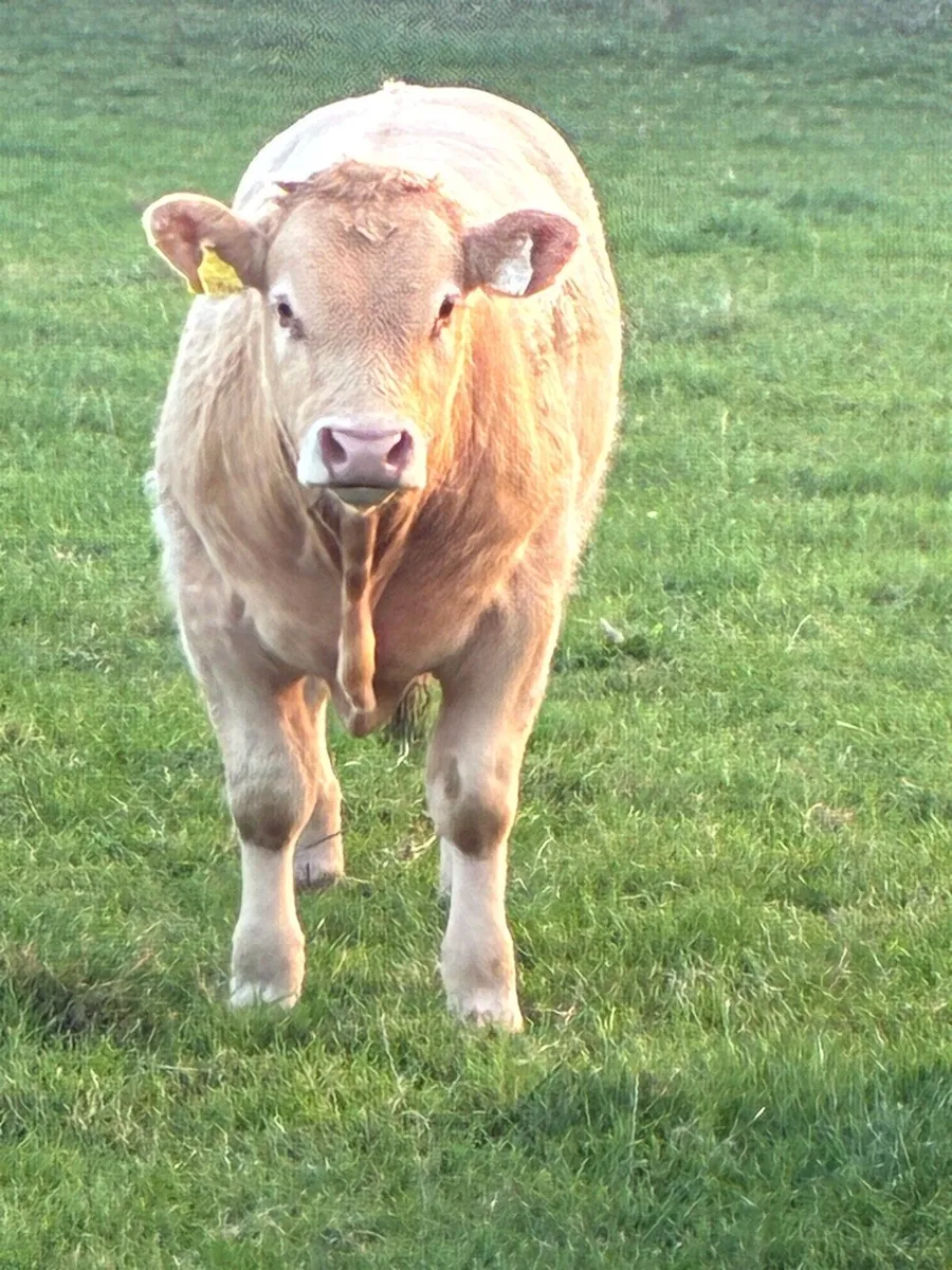 Quality Charolais bull weanlings - Image 1