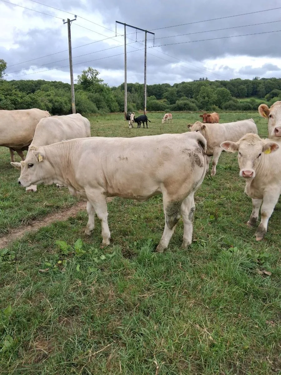 Macroom mart Weanling show and sale - Image 4
