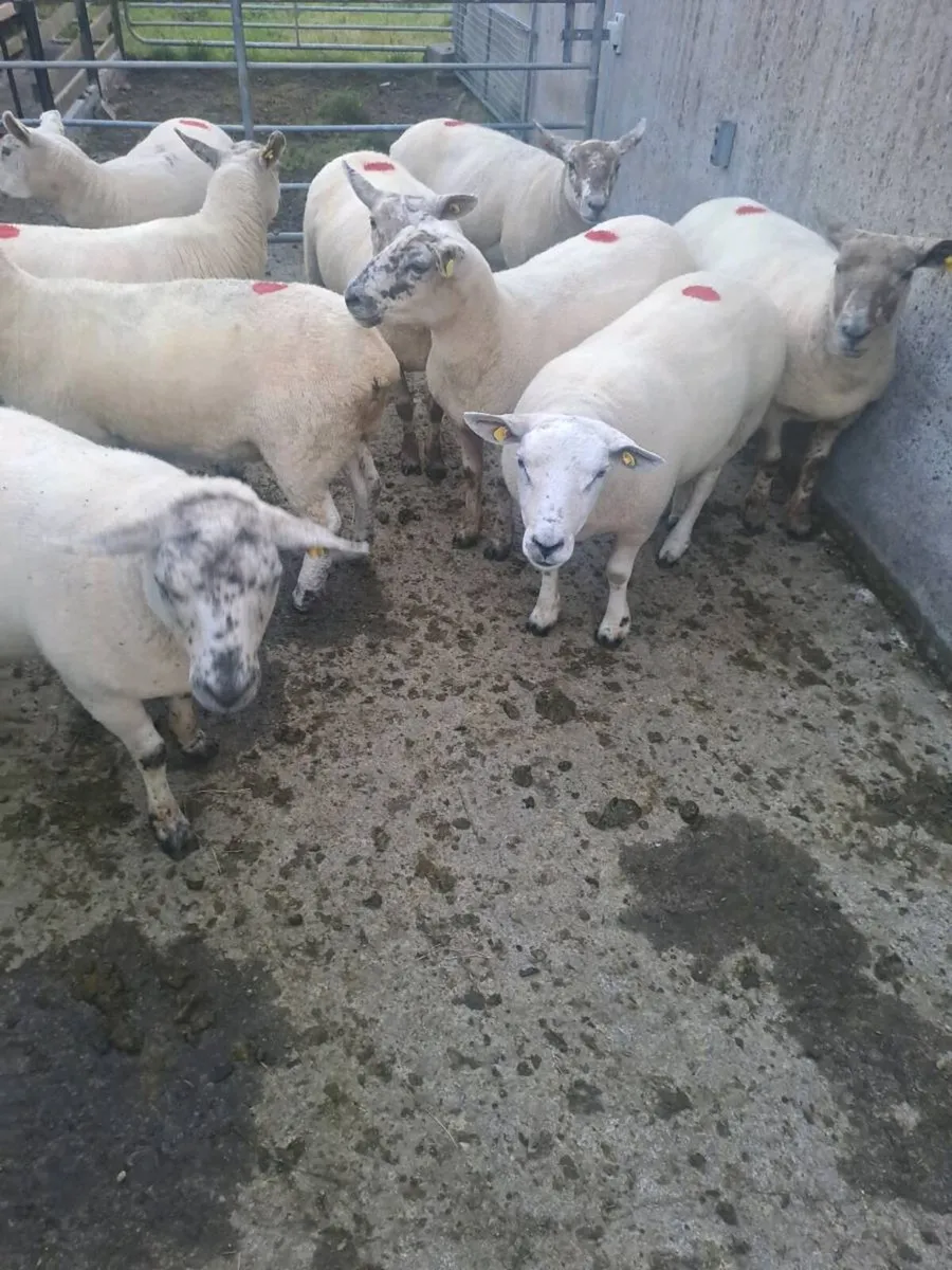 10 Texel x hoggets - Image 2