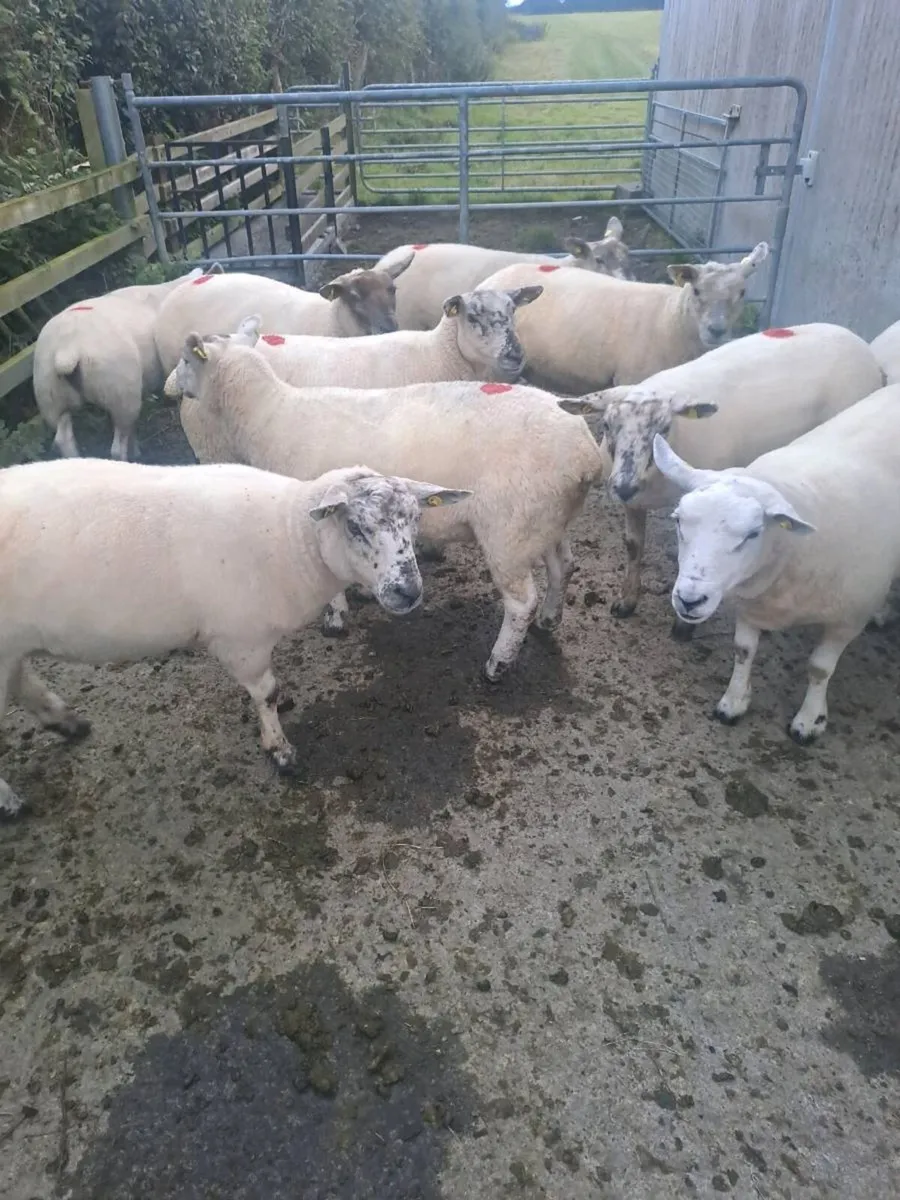 10 Texel x hoggets - Image 1