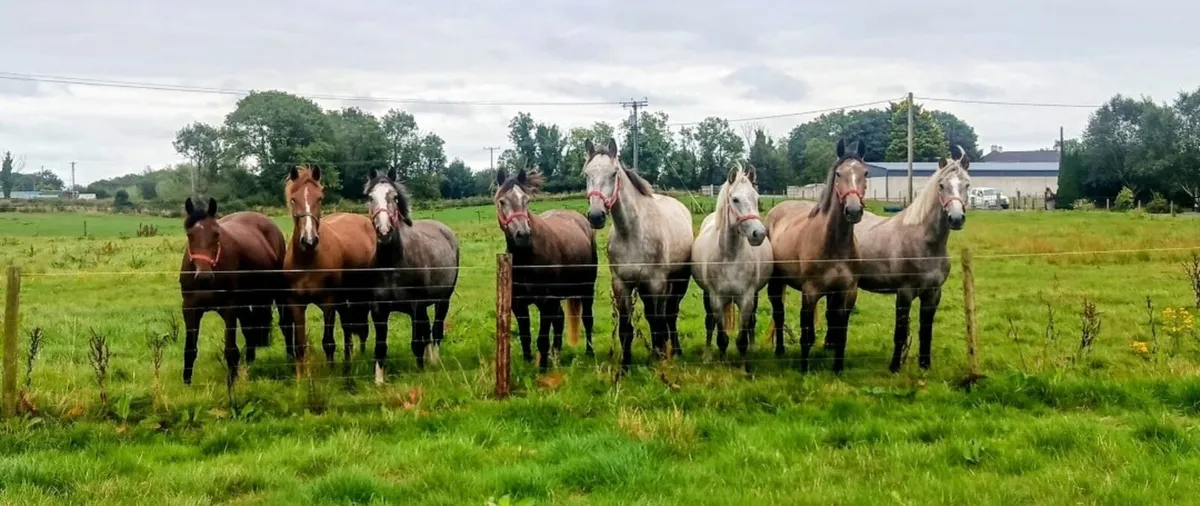 🔥3 YEAR OLD DRAUGHTS AND IRISH SPORT HORSES🔥 - Image 1
