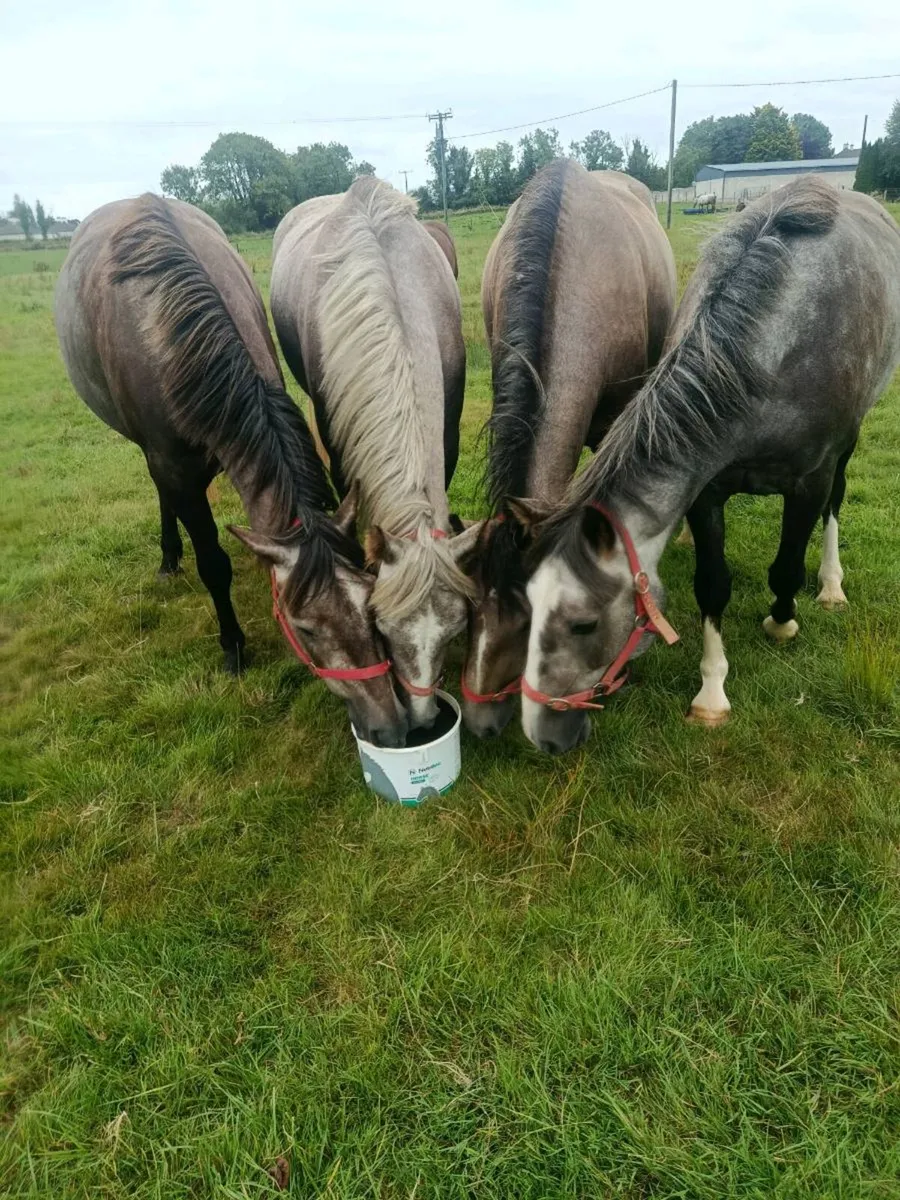 🔥3 YEAR OLD DRAUGHTS AND IRISH SPORT HORSES🔥 - Image 2