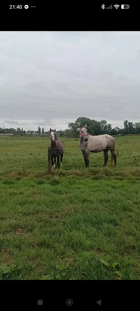 🔥3 YEAR OLD DRAUGHTS AND IRISH SPORT HORSES🔥 - Image 3