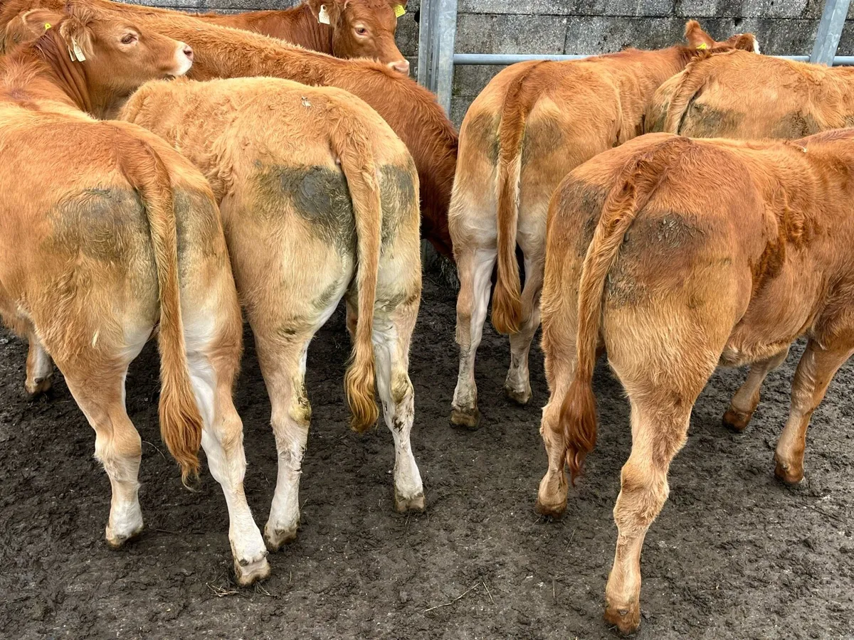 Red Limousin Heifers - Image 2