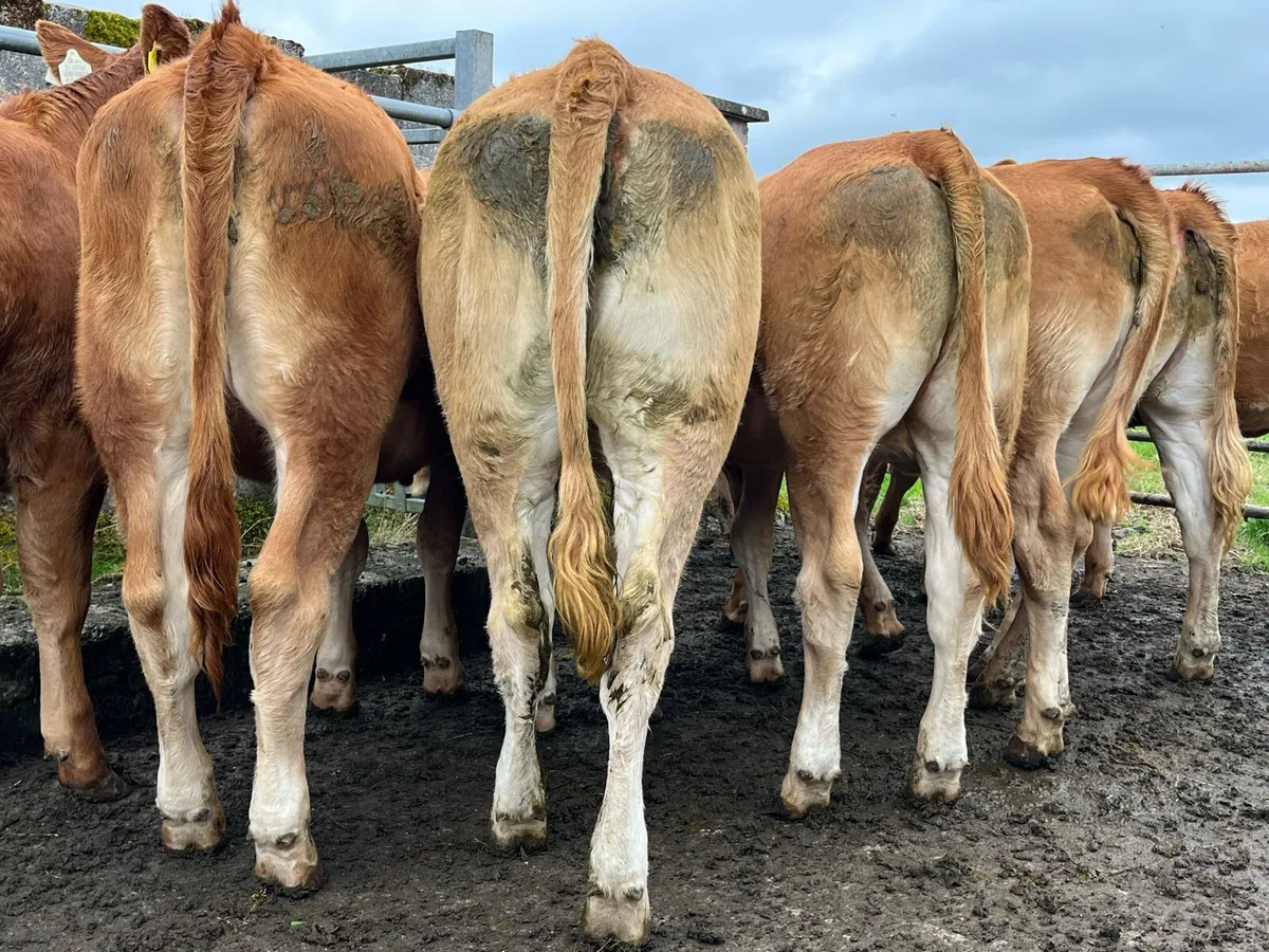 Red Limousin Heifers - Image 3