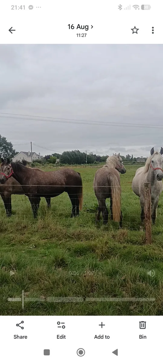 🔥3 YEAR OLD DRAUGHTS AND IRISH SPORT HORSES🔥 - Image 4