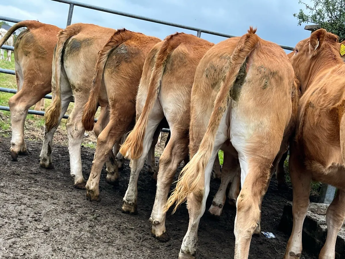 Red Limousin Heifers - Image 4