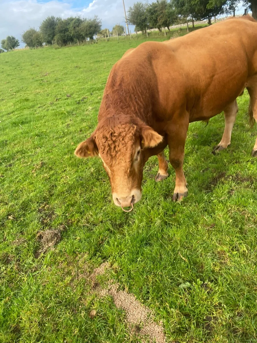 Pedigree Limousine Bull - Image 1