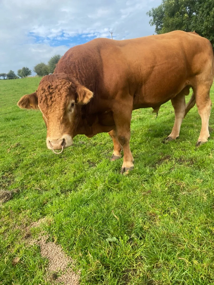 Pedigree Limousine Bull - Image 2