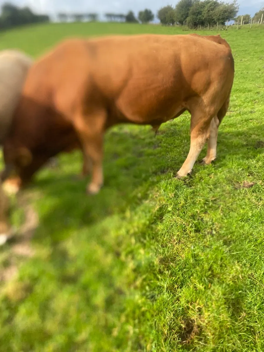 Pedigree Limousine Bull - Image 3