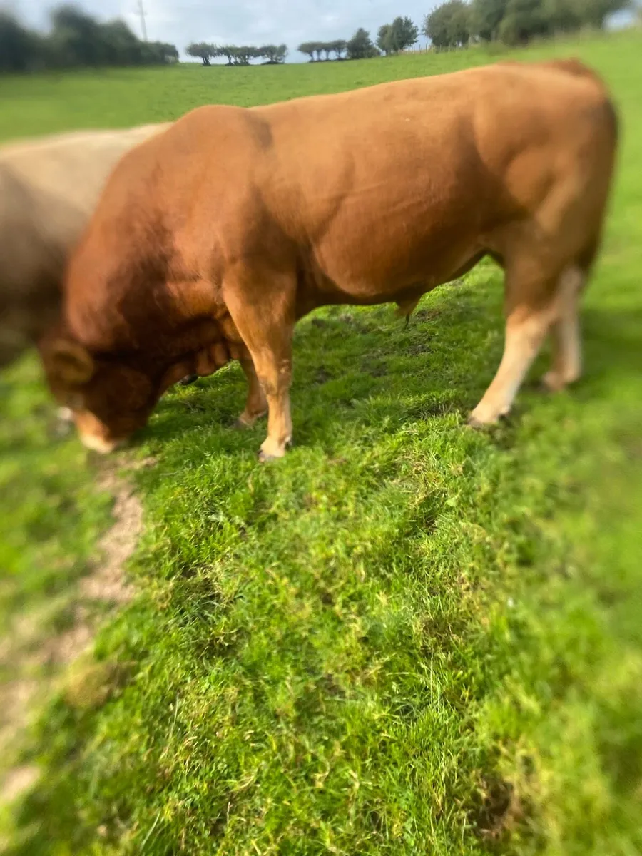 Pedigree Limousine Bull - Image 4