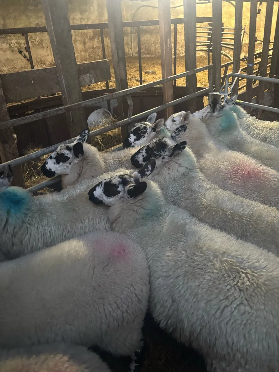 Brockie ewe lambs - Image 2