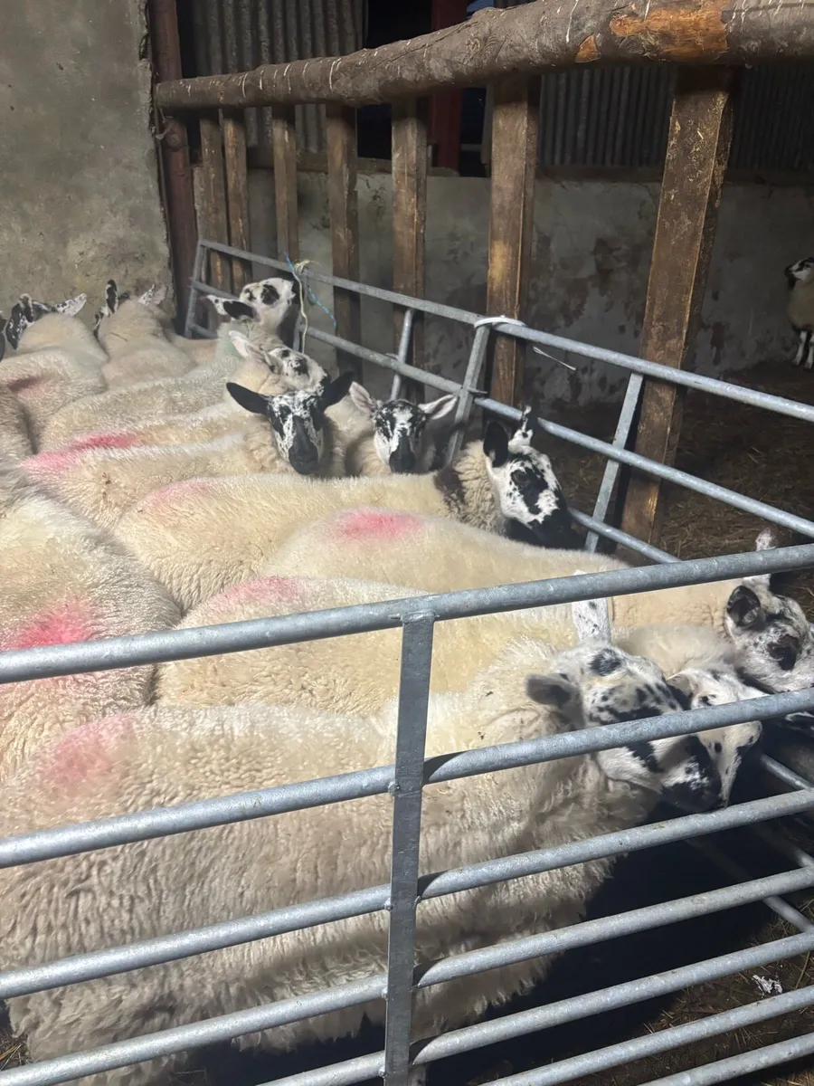 Brockie ewe lambs - Image 3