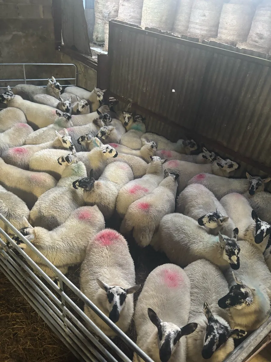 Brockie ewe lambs - Image 4
