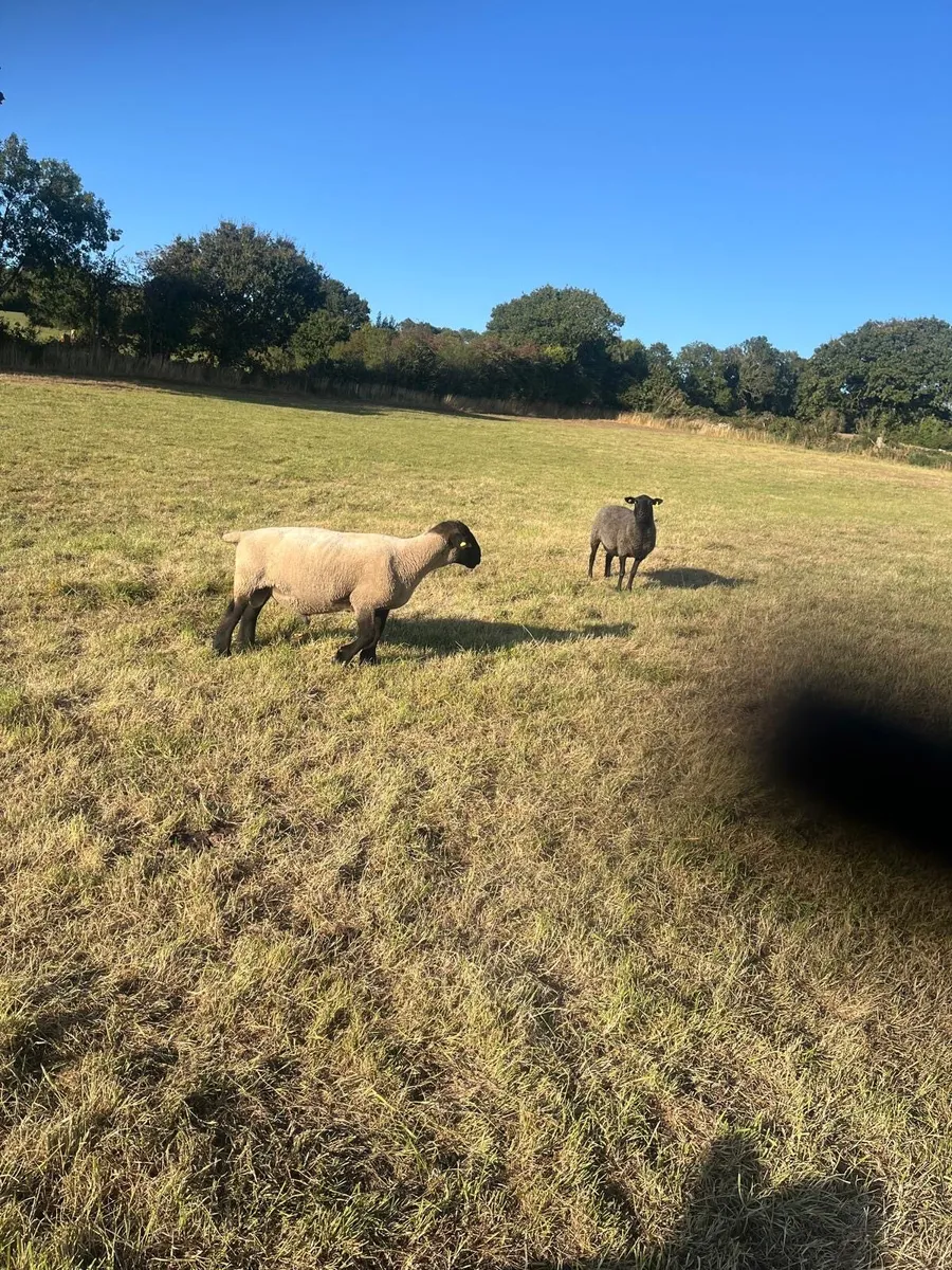 Suffolk Ram - Image 3