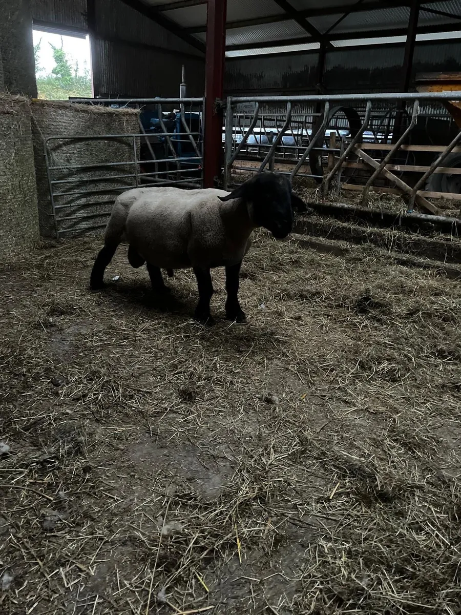 Suffolk Ram - Image 1