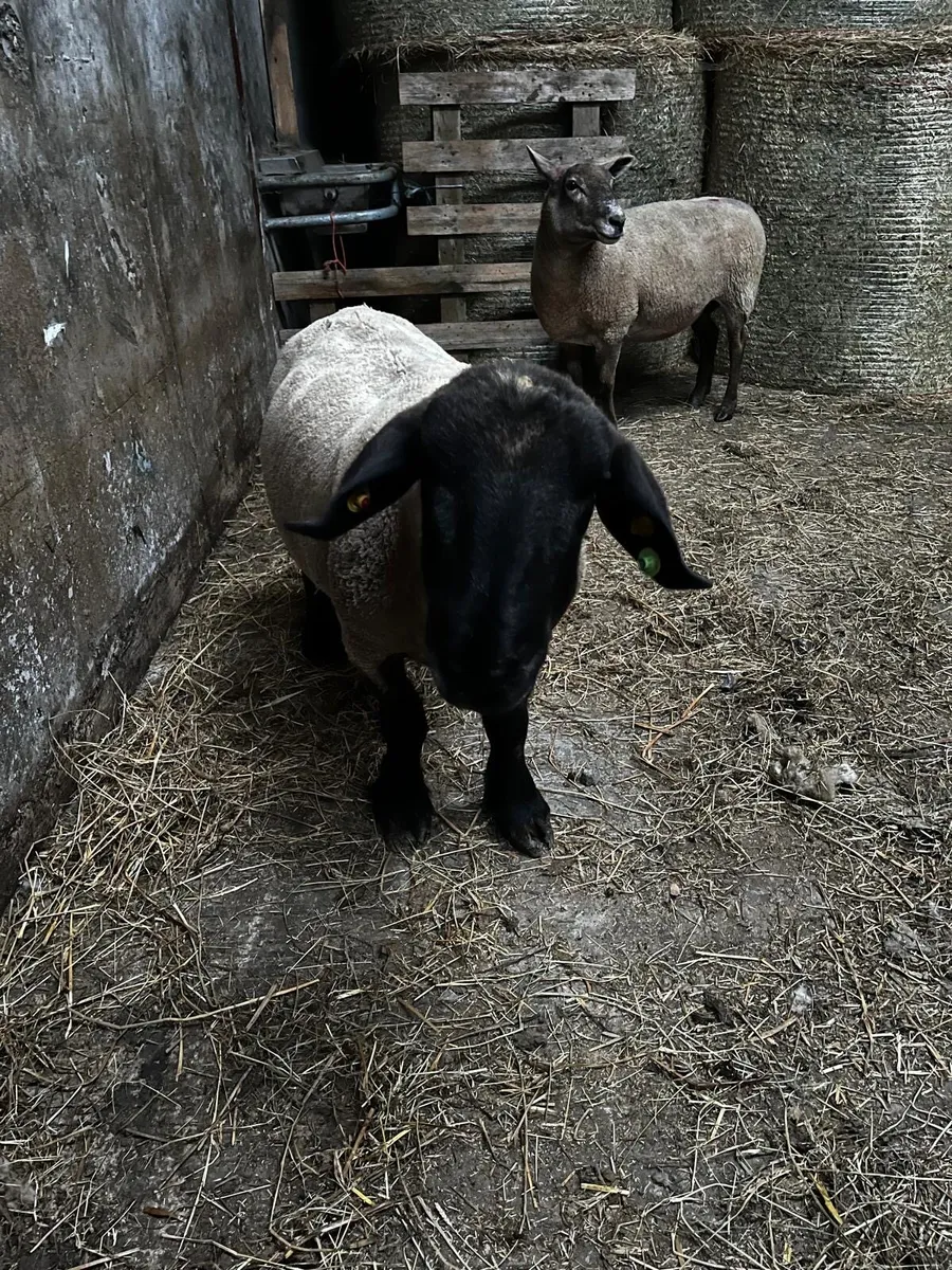 Suffolk Ram - Image 2