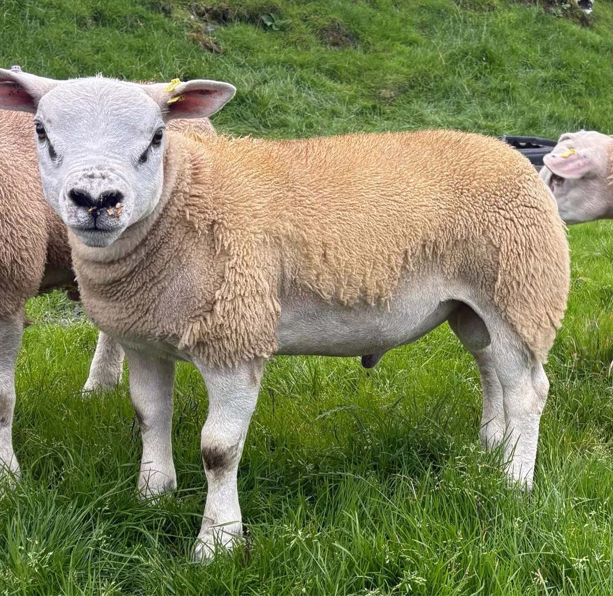 Texel Ram lamb - Image 2