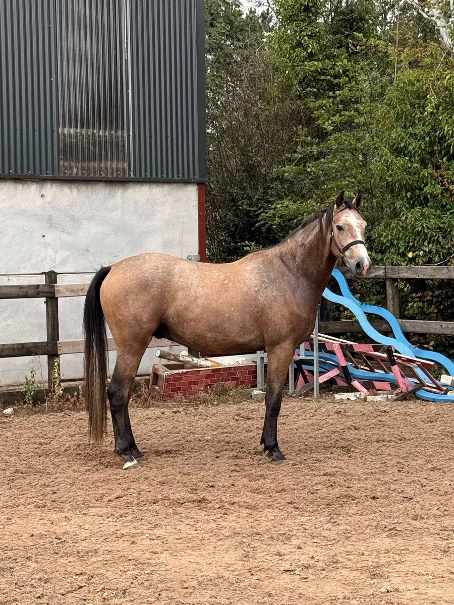 3 year old Gelding by HSF Cartendo Royale - Image 4