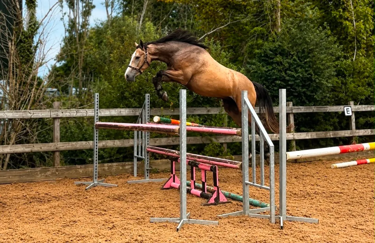 3 year old Gelding by HSF Cartendo Royale - Image 1