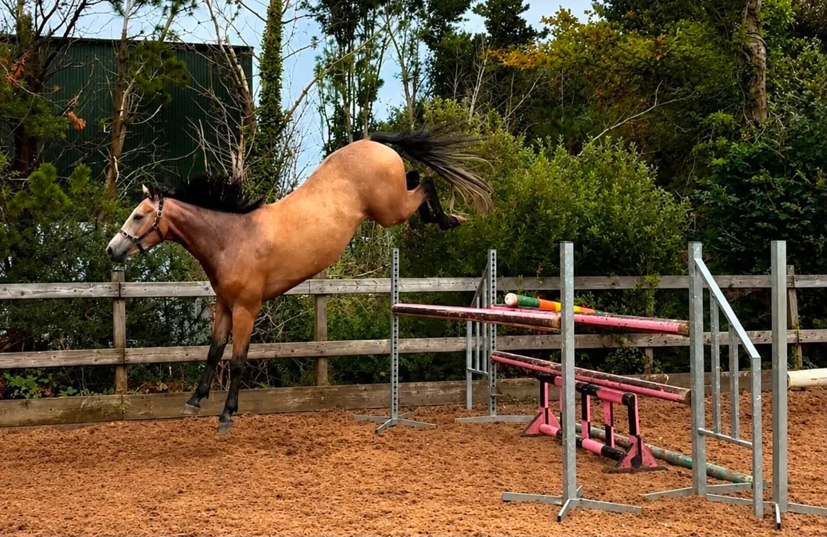 3 year old Gelding by HSF Cartendo Royale - Image 2