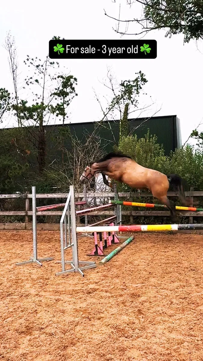 3 year old Gelding by HSF Cartendo Royale - Image 3