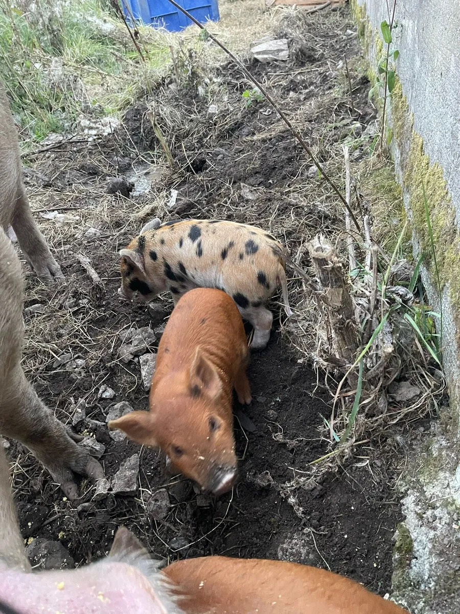 Piglets - Image 2