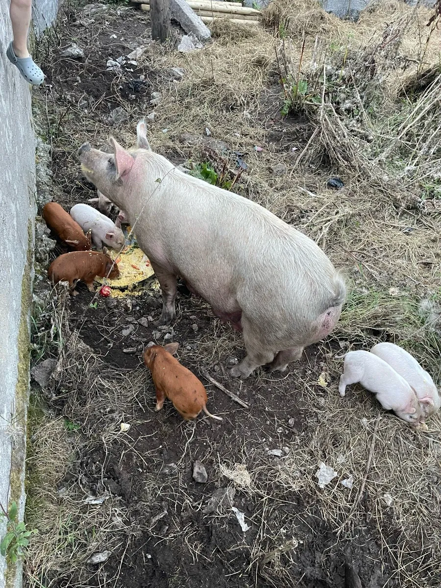 Piglets - Image 3