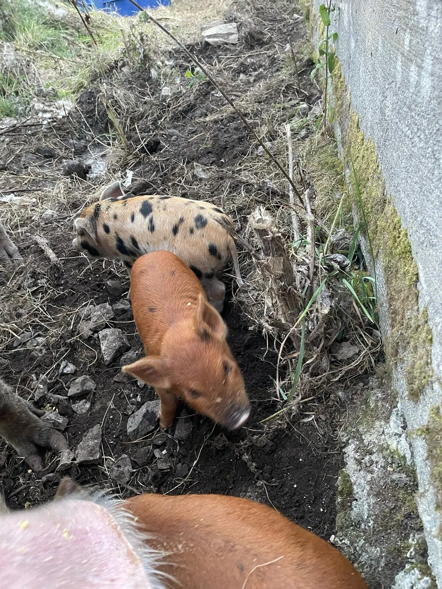 Piglets - Image 4